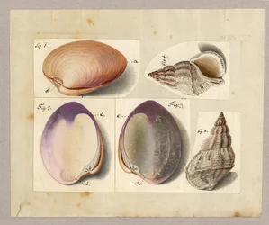 Venus Mercenaria Linnaei, Buccino glacioli Linnaei, 1785