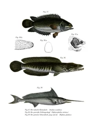 Klimbaars