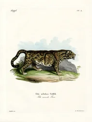 Nevelpanter