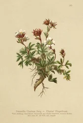 Clusius Vijfvingerkruid