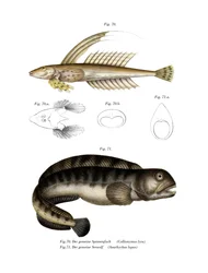 Gewone Draakvis (kleur litho)