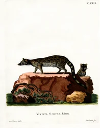 Gewone Genet