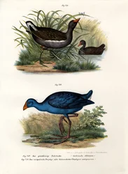 Waterhoen, 1864