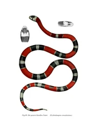 Gewone Halsbandslang