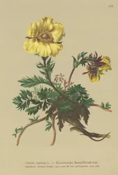 Kruipende Avens