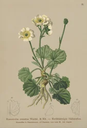 Gekartelde Boterbloem