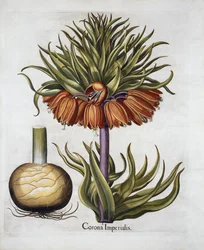 Keizerskroon genaamd Fritillaria, uit Hortus Eystettensis, door Basil Besler, 1613