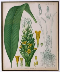 Curcuma longa (kurkuma) uit Kohlers Medicinale Planten door Franz Eugen Kohler
