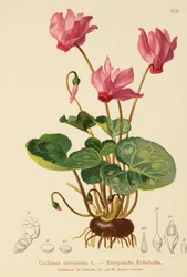 Cyclaam (Cyclamen europaeum)