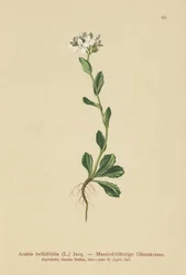 Madeliefbladige Muurpeper