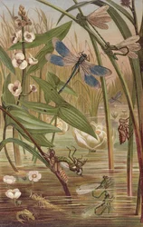 Juffer hatching, plaat uit Brehms Tierleben: Allgemeine Kunde des Tierreichs, vol.9, p.554, uitgegeven door Bibliographisches Institut, 1892