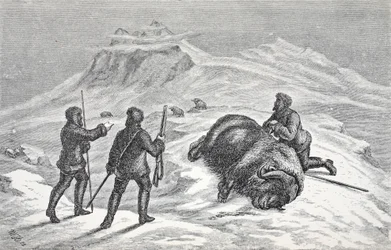 Dood van de muskusos, Londen 1874