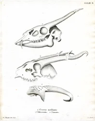 Hertengewei