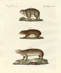 Verschillende soorten dikke dieren