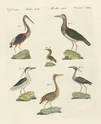 Verschillende soorten reigers