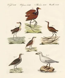 Verschillende soorten moerasvogels