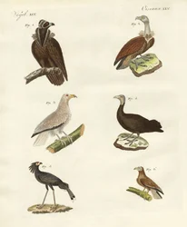 Verschillende soorten roofvogels