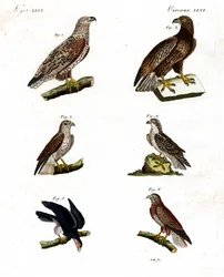 Verschillende soorten roofvogels