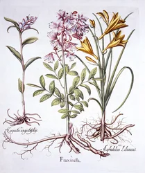 Dittany, Witte Helleborine en Gele Daglelie, uit Hortus Eystettensis, door Basil Besler, 1613