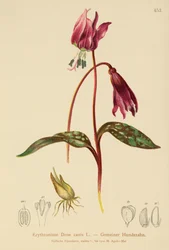 Hondentand Violet (Erythronium Dens canis, Erythronium caninum)