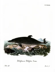 Dolfijn