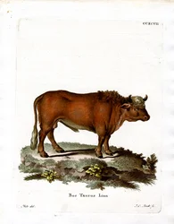Huiskoe