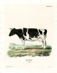 Huisvee