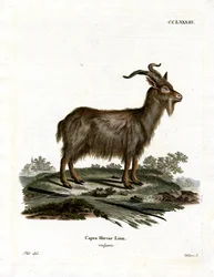 Huigeit (gekleurde gravure)