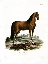 Huispaard
