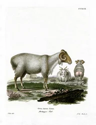 Tamme Schaap