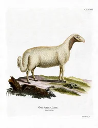 Tamme Schaap