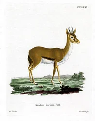 Dorcas gazelle
