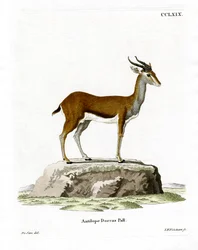 Dorcas gazelle