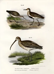 Bonte Strandloper, 1864