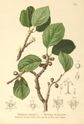 Dwerg Wegedoorn