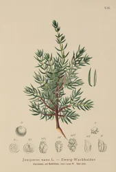 Dwerg Jeneverbes (Juniperus nana, Juniperus communis subsp. nana, Juniperus communis var. saxatilis)