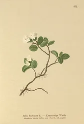 Dwergwilg (Salix herbacea)