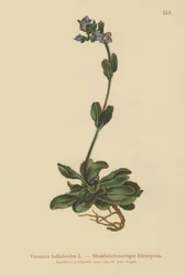Dwergblauwe Veronica