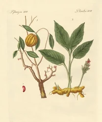 Verfplanten