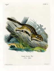 Oostelijke Chipmunk