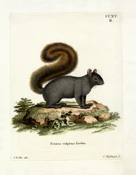 Oostelijke vos eekhoorn