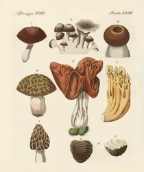 Eetbare paddenstoelen