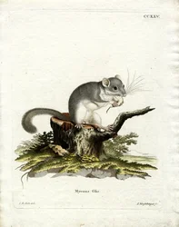 Vetmuis