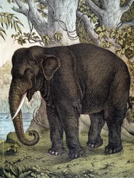 Olifant - in 