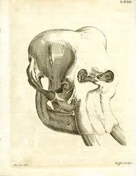 Olifantschedel
