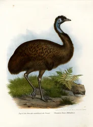 Emoe, 1864