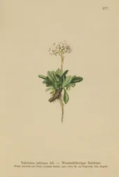 Helebladige Valeriaan