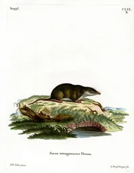 Euraziatische spitsmuis