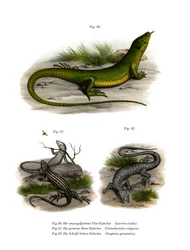 Europese groene hagedis