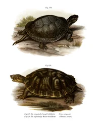 Europese moerasschildpad